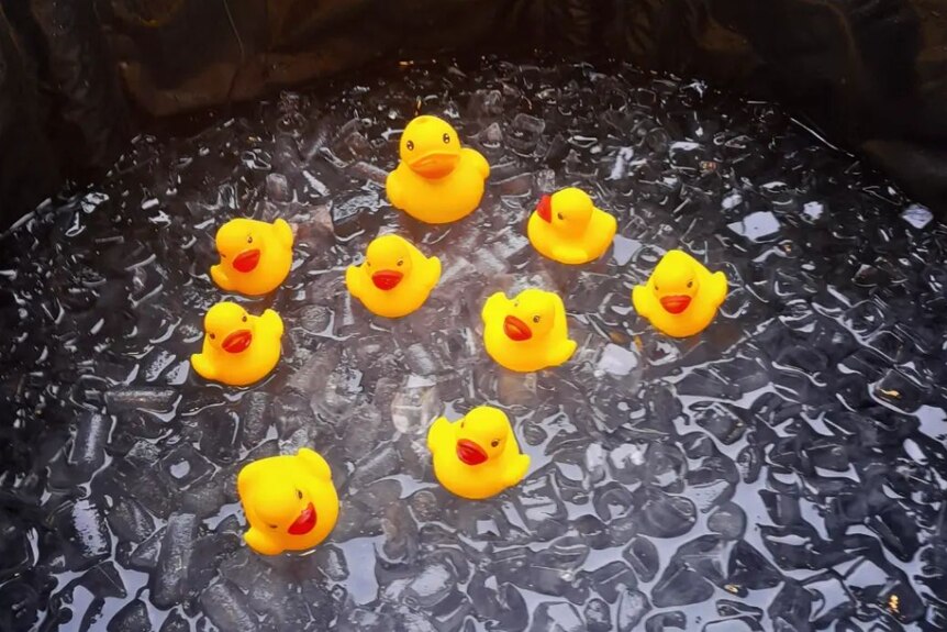 A photo of yellow rubber ducks in a black ice bath.