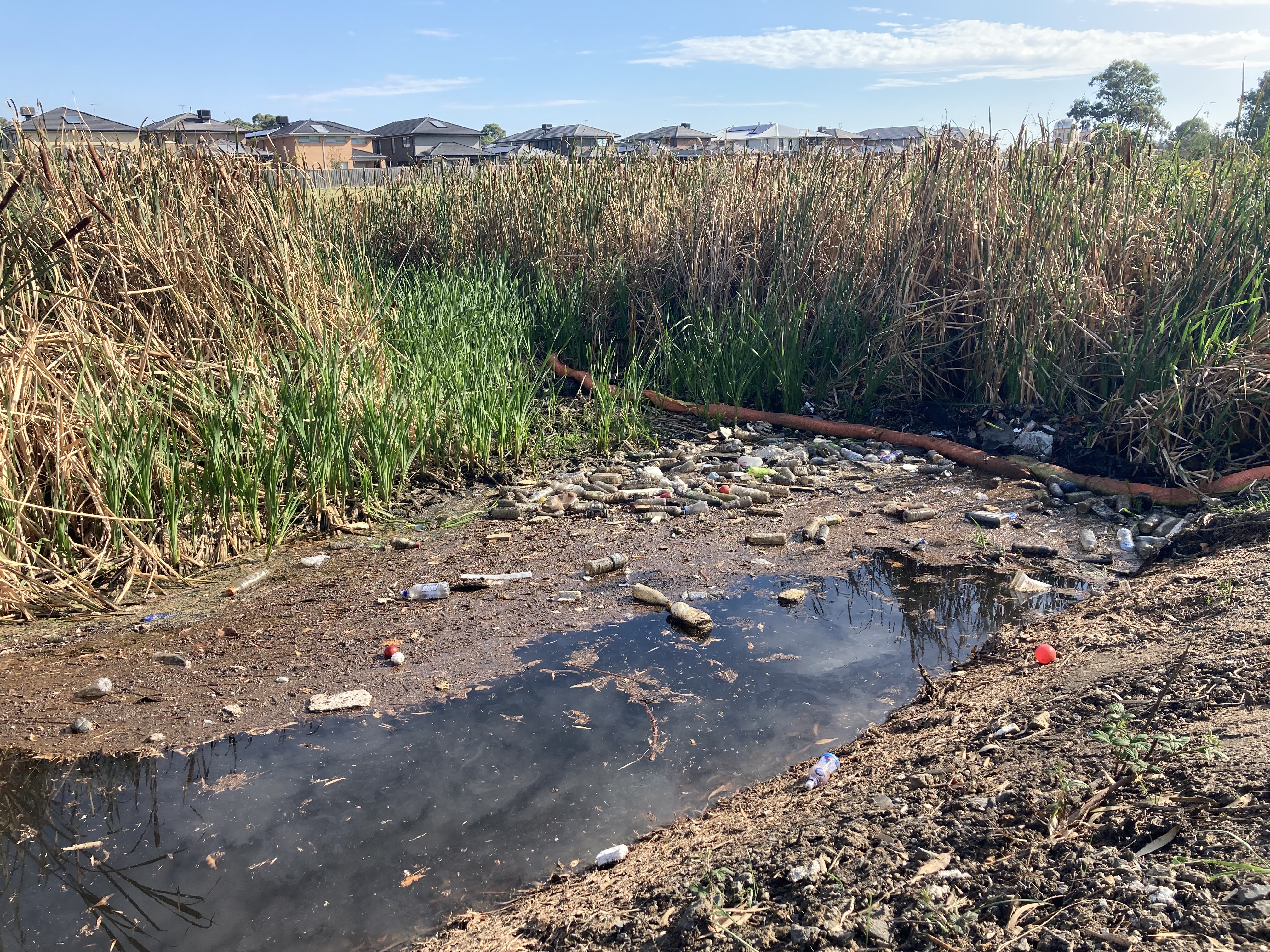 A pool of dirty water surrounded by long grasses and littered with discarded plastic bottles