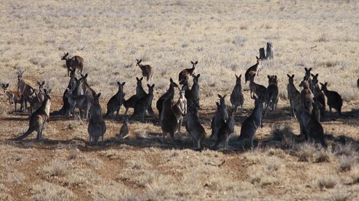 A mob kangaroos congregate in a dry paddock