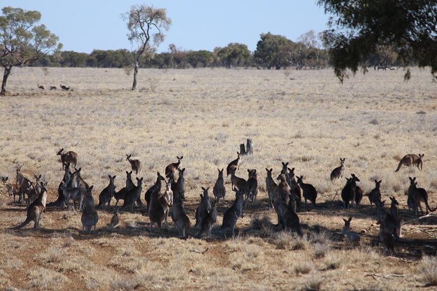 A group of kangaroos sit in the shade of two trees in a dry habitat