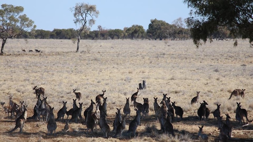 A mob of kangaroos sit in the shade of a tree.