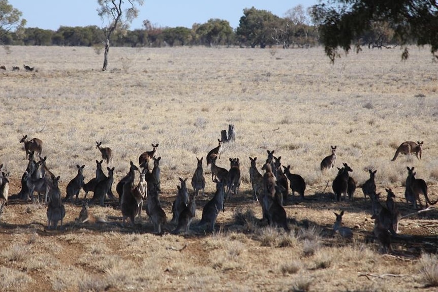 A mob kangaroos congregate in a dry paddock