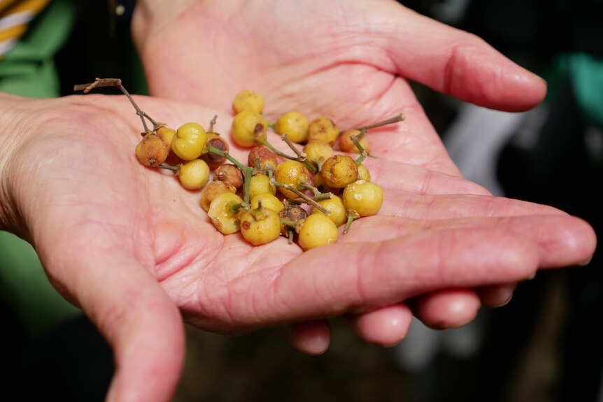 A pair of hands hold a collection of small yellow fruits.