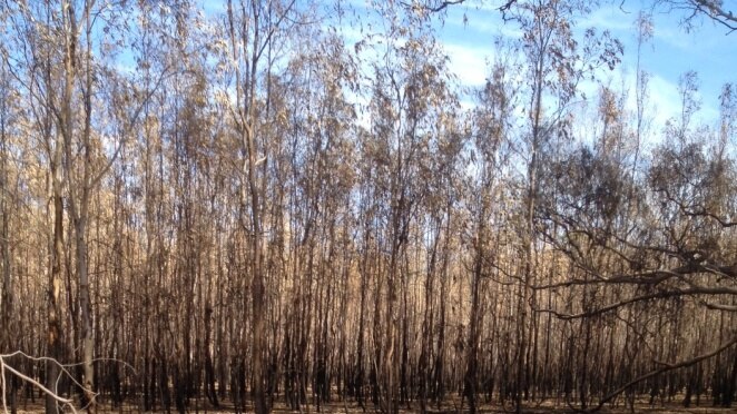 Kinnairds Wetland at Numurkah  is recovering from bushfire