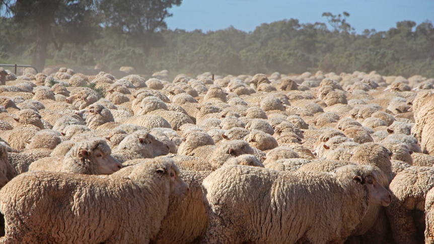 Concerns within the wool industry