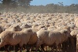 Concerns within the wool industry