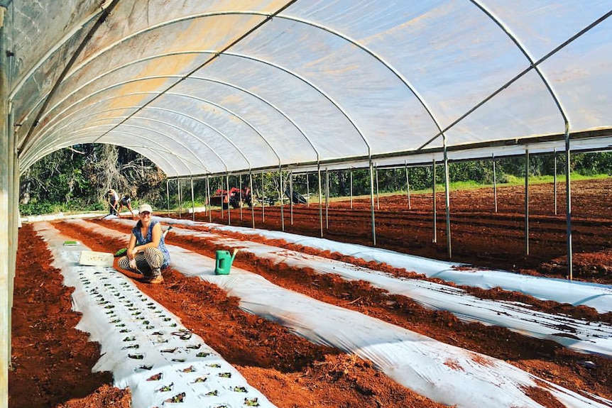 Flower farmer Simone Jelley in her rows of soil.