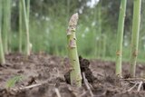 A spear of asparagus poking out of the ground.