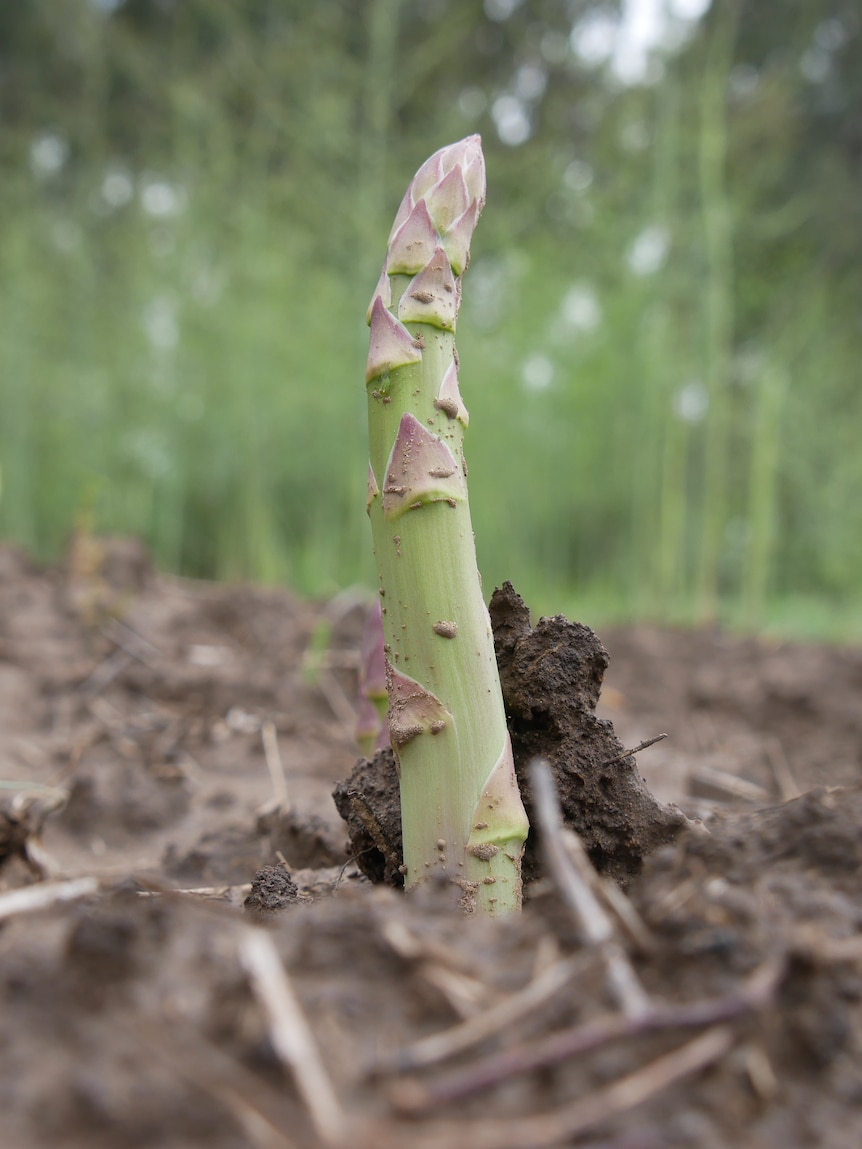 A spear of asparagus poking out of the ground.