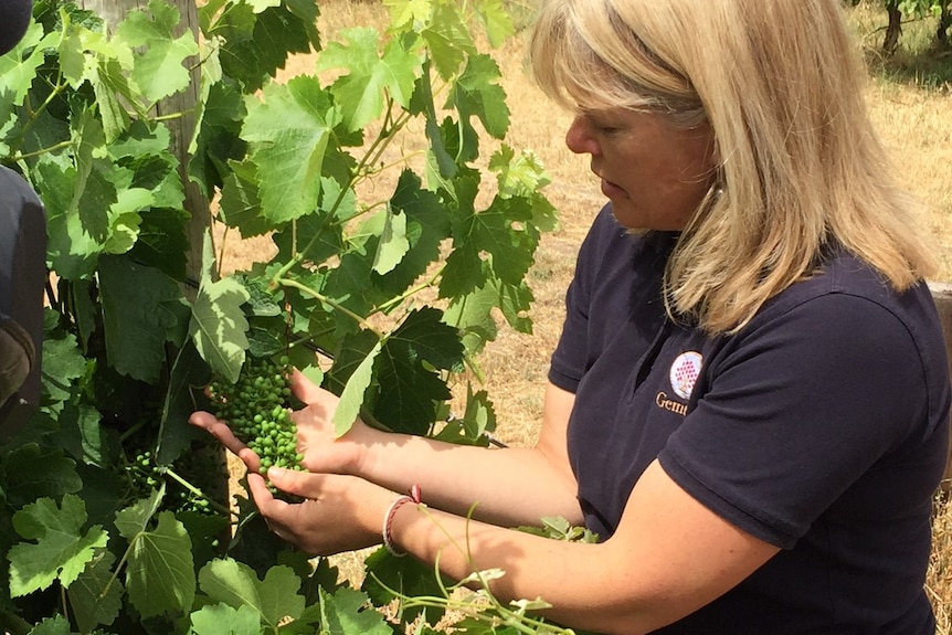 Melissa Brown wine maker in her vineyard.