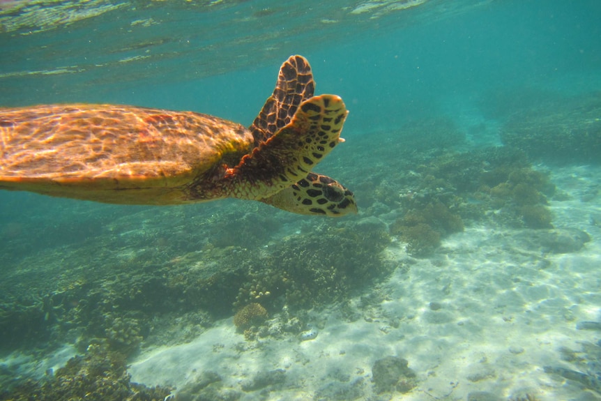 A turtle spotted on the Great Barrier Reef