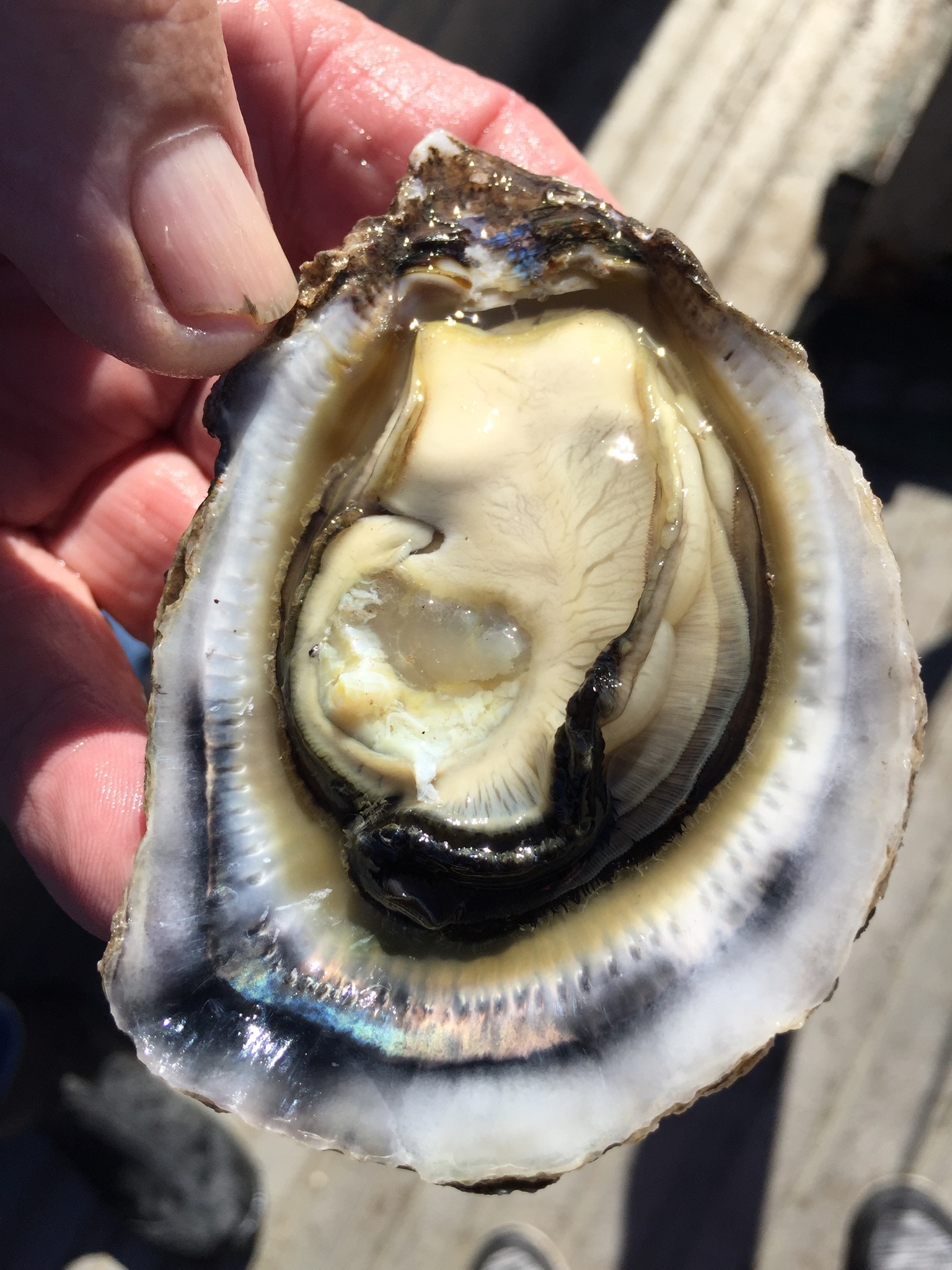 Queensland Fisheries’ breakthrough in breeding heattolerant oysters offers hope as ocean