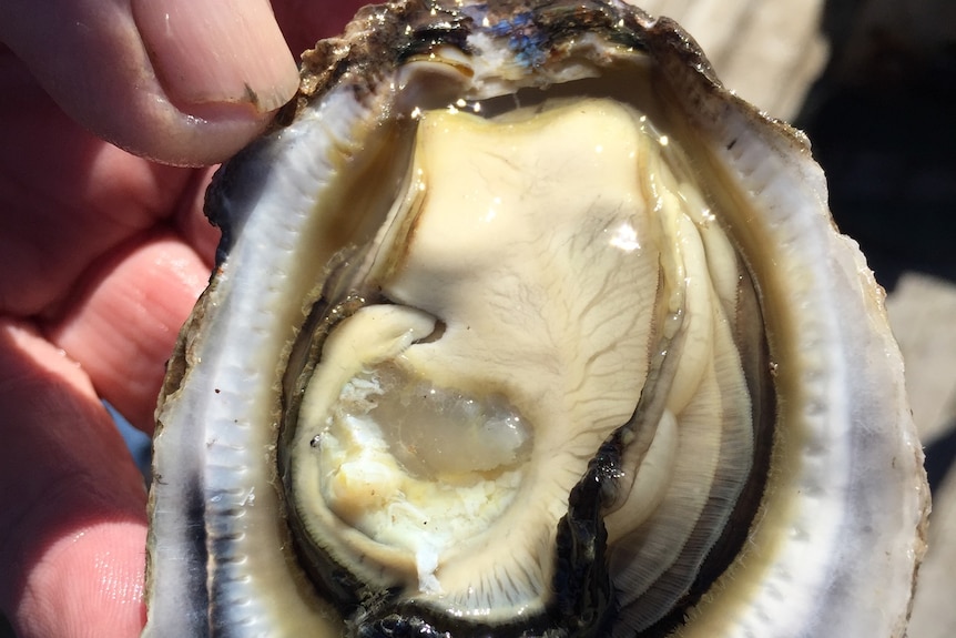 A close up of an oyster being held by a hand.