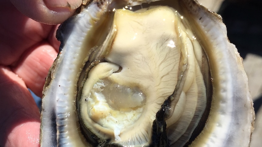 A close up of an oyster being held by a hand