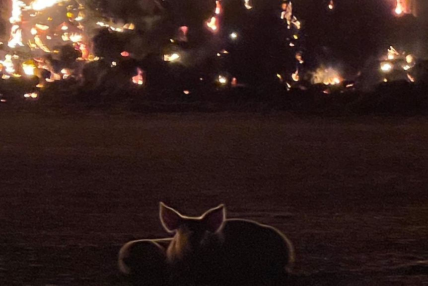 pigs shelter from a raging fire