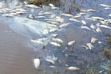 Dead carp in Lake Wellington