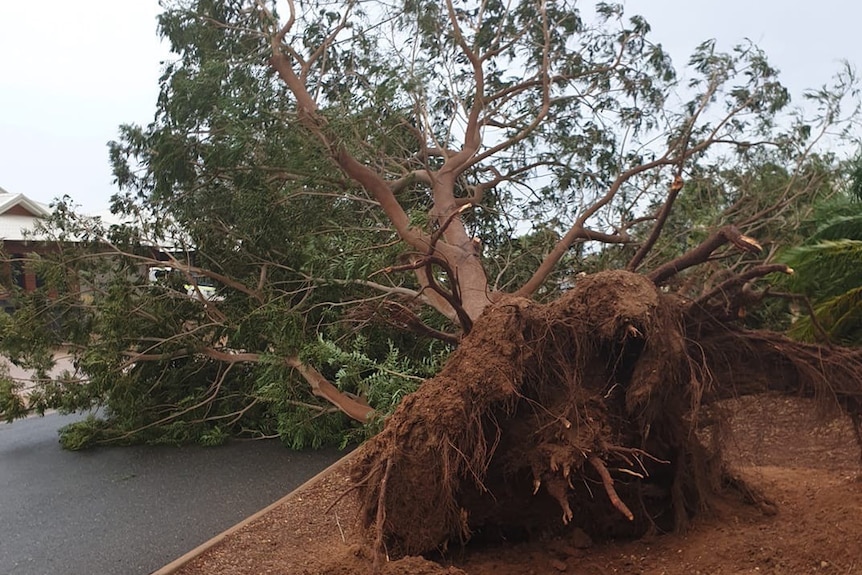 A large tree is uprooted and lying on the ground.