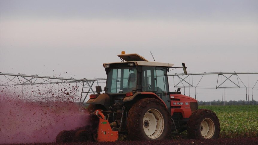 In a colourful mess, the mulcher strips the beetroot tops