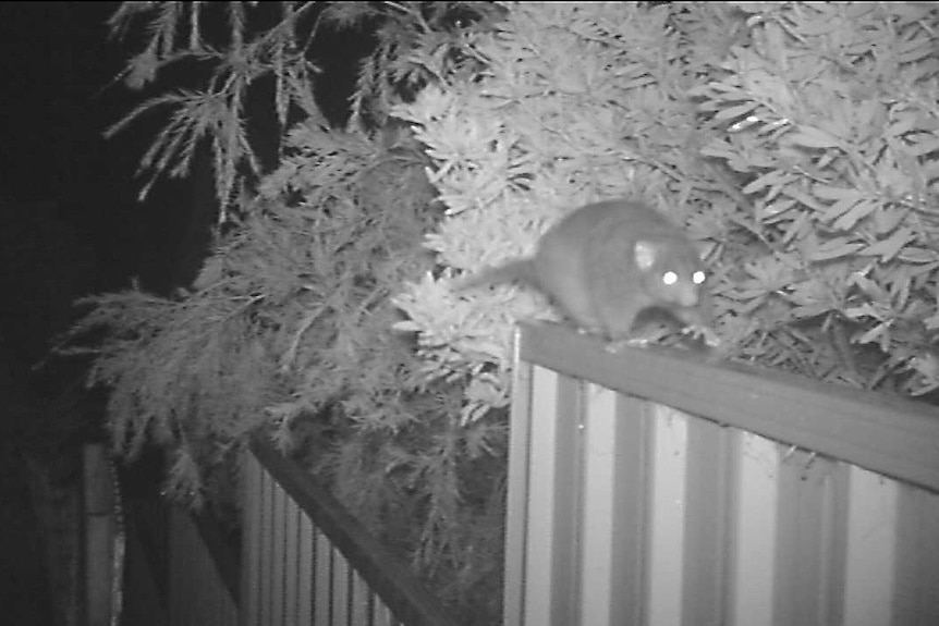 This Western Ringtail possum was snapped by a CCTV camera in a suburban backyard
