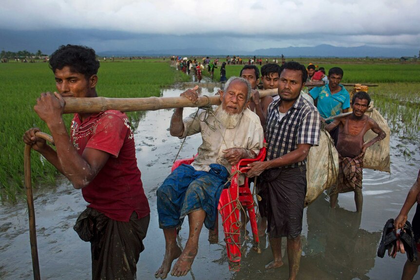 Rohingya carry an elderly man through rice fields. He sits on a plastic chair tied to a wooden beam, carried by four men.