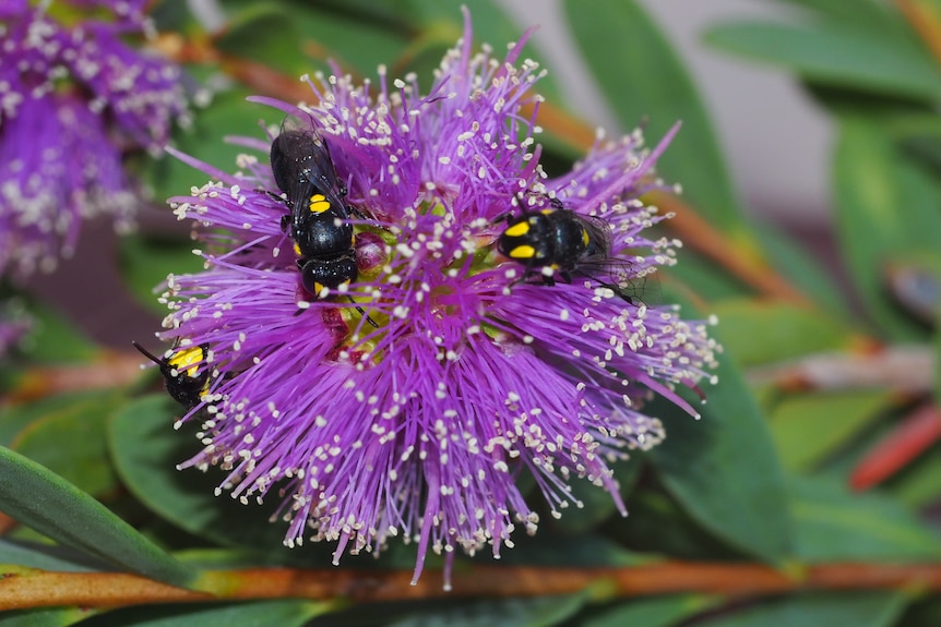 Two black and yellow bees enjoying the spoils of a spiky-looking purple flower.