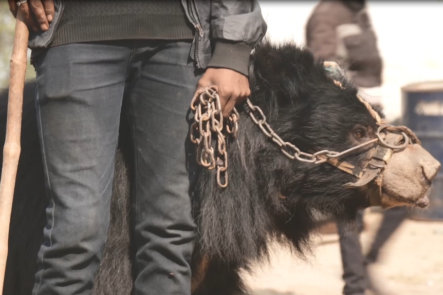 Dancing bear with owner in Nepal