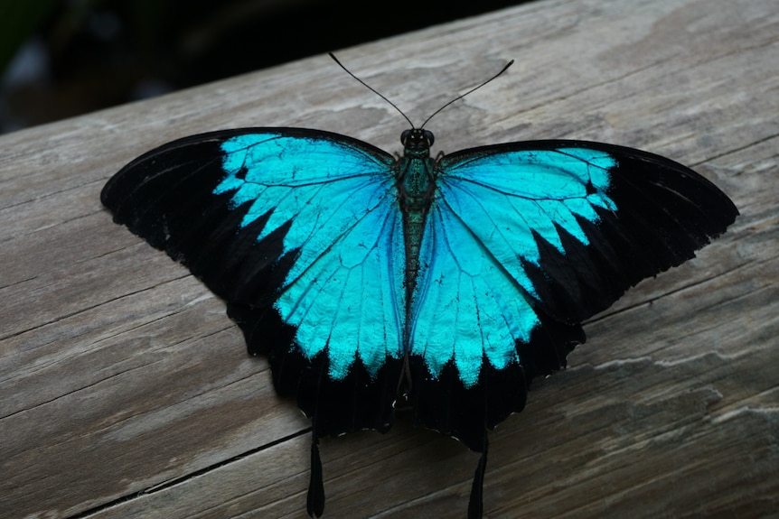 Large butterfly with black outline and blue wings sit on timber log