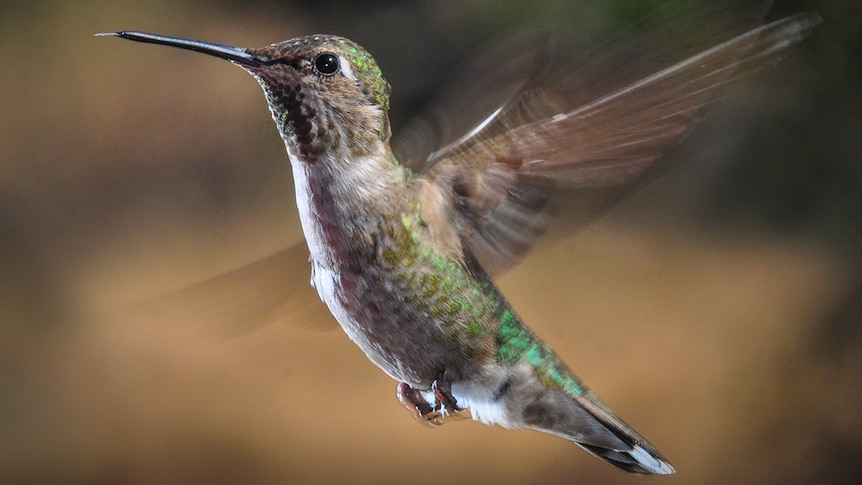 Hummingbird in flight