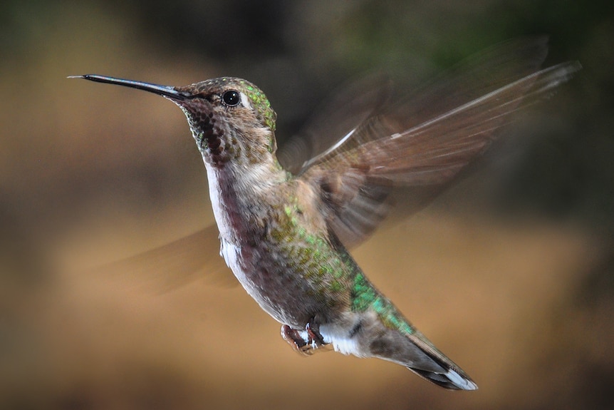 Hummingbird in flight