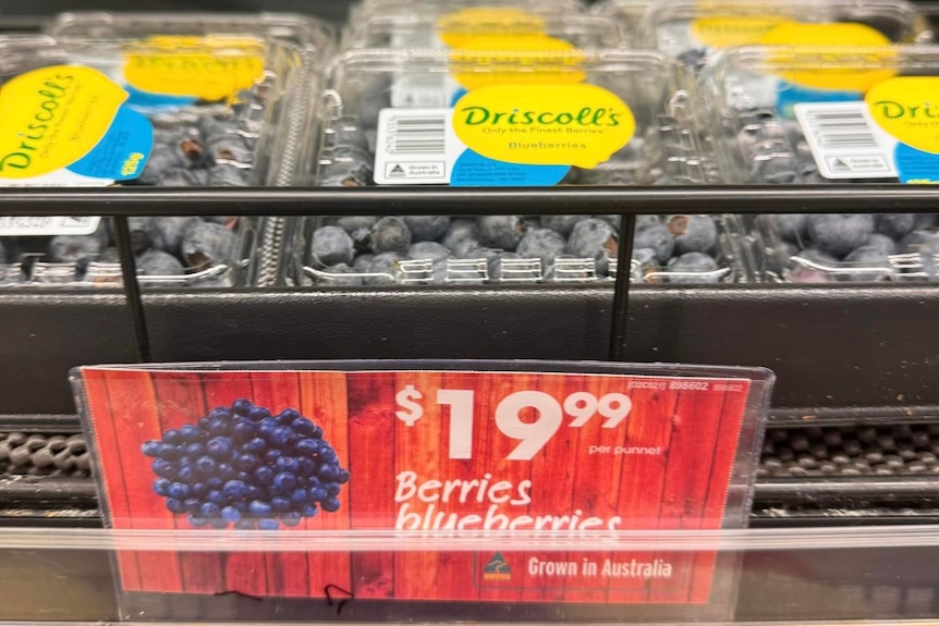 Punnets of blueberries for sale