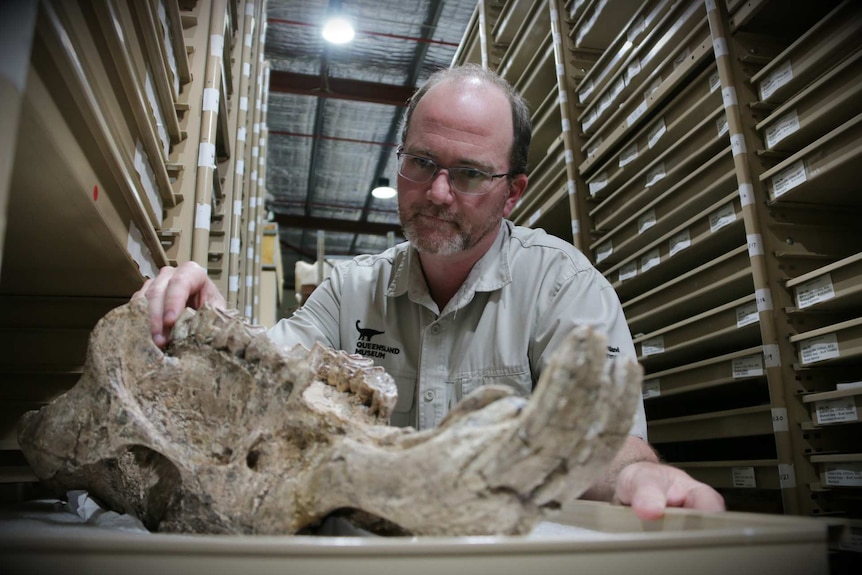 A man with glasses and a khaki Queensland Museum shirt examines bones in front of archival shelves.