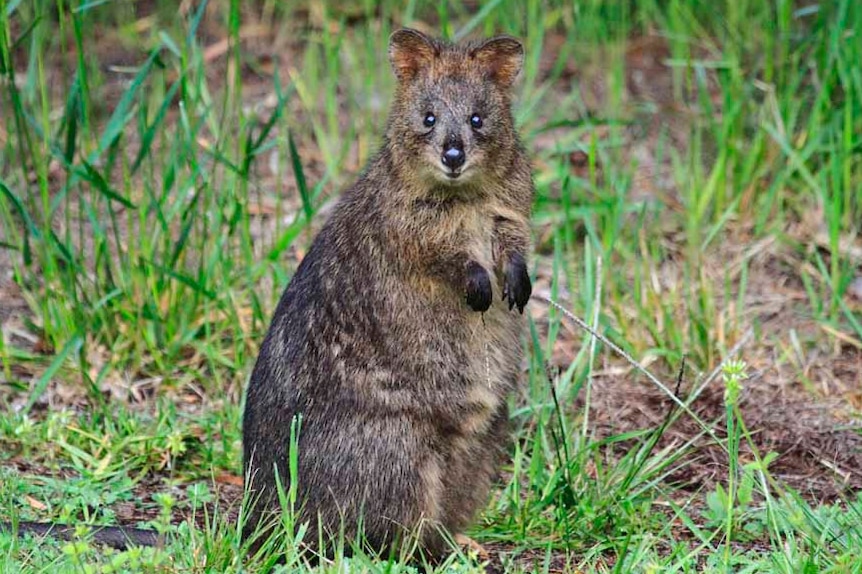 A quokka sitting in the grass