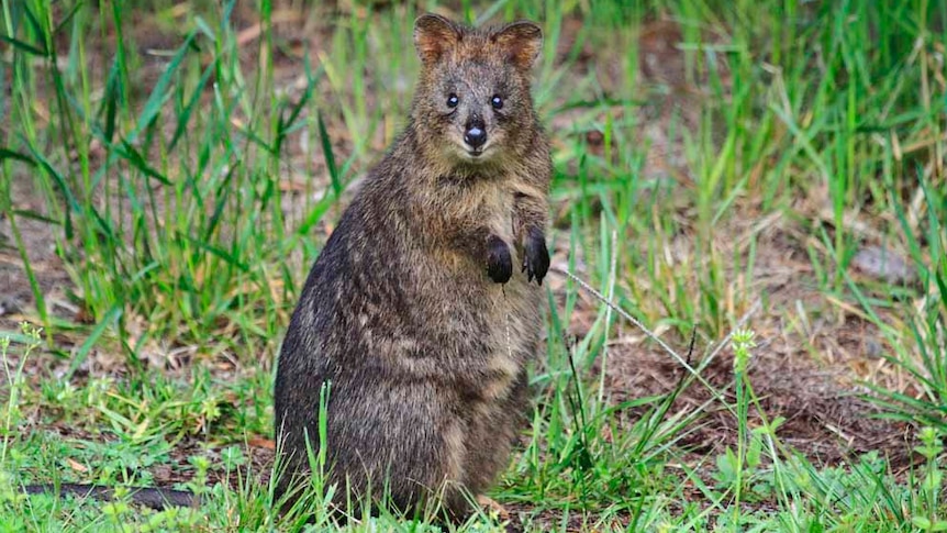 A quokka sitting in the grass