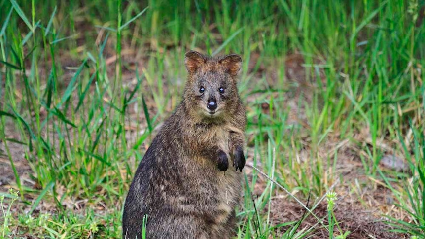 Quokka sitting up in some grass