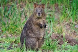 A quokka sitting in the grass