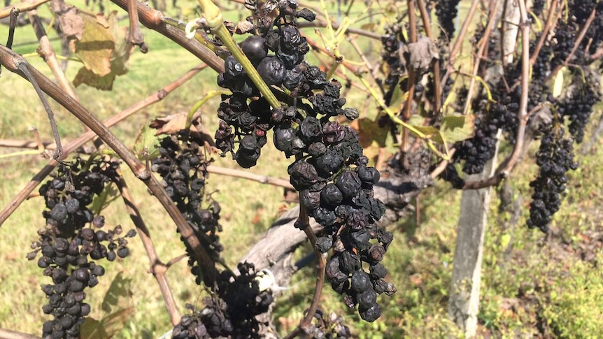 Some grapes turned mouldy in vineyard at Ballandean