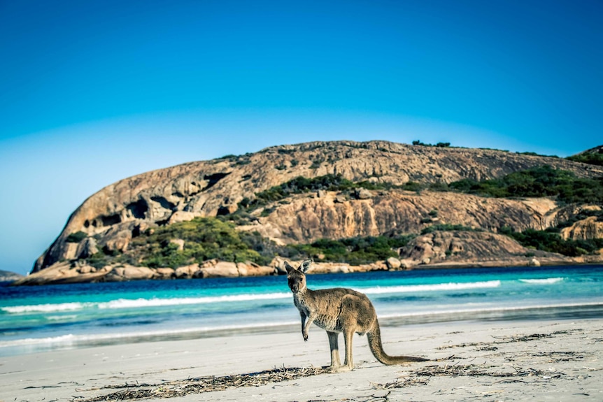 A kangaroo on a beach featuring a spectacular rock formation.