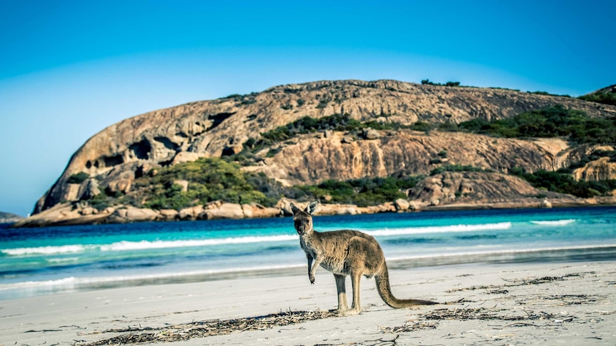 Kangaroo on beach