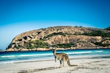 Kangaroo on beach