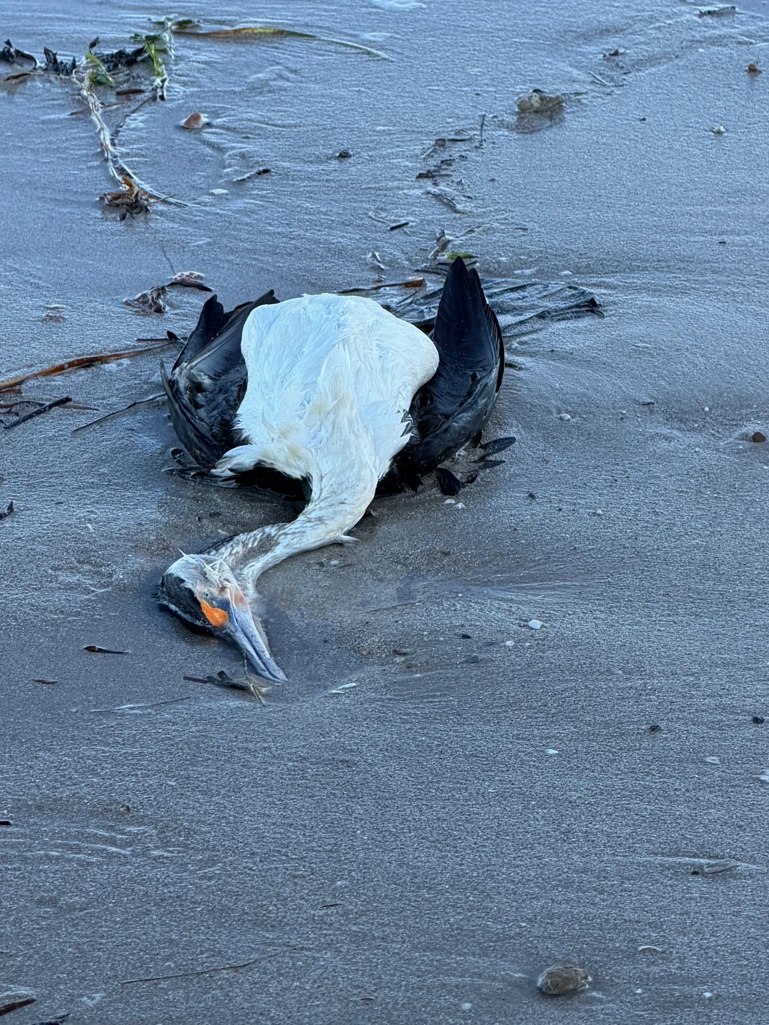 A dead pied cormorant in shallow beach water