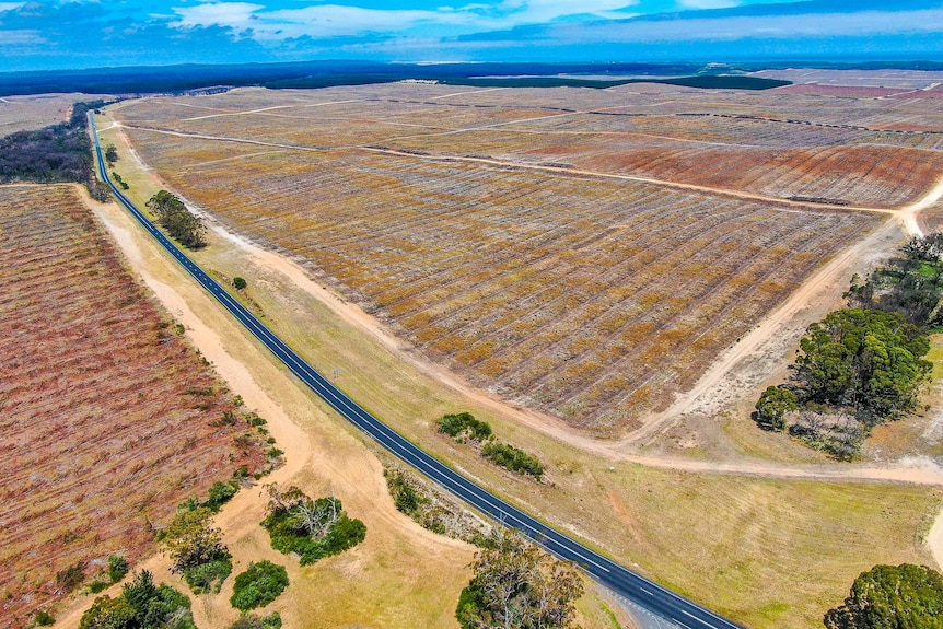 Nelson forest fire aftermath