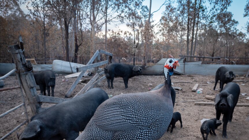 A guinea fowl on a fence in front of a pen with six adult pigs and two piglets.