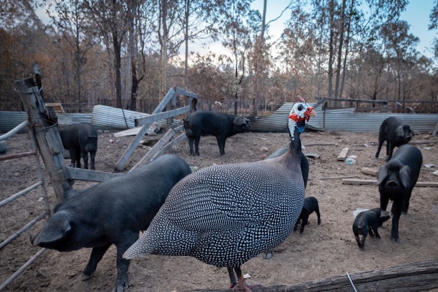 A guinea fowl on a fence in front of a pen with six adult pigs and two piglets.