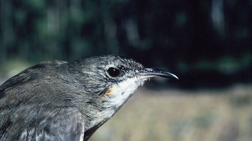 A small bird with dark feathers and slightly hooked nose.