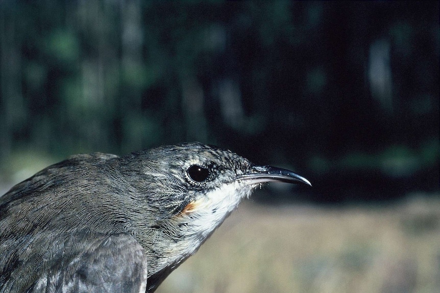 A small bird with dark feathers and slightly hooked nose.