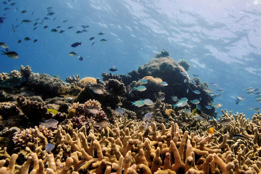 An underwater photo of colourful coral and fish swimming around it