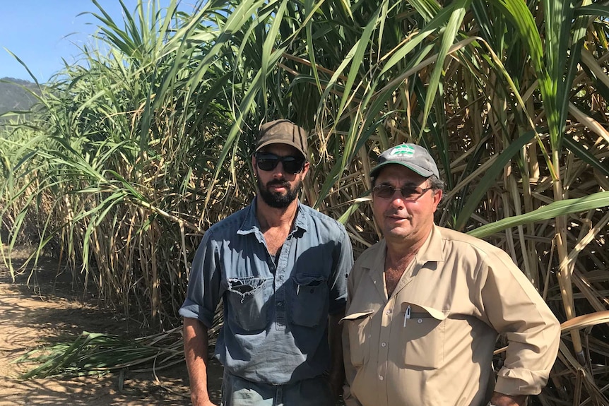 Two growers standing in a sugarcane field