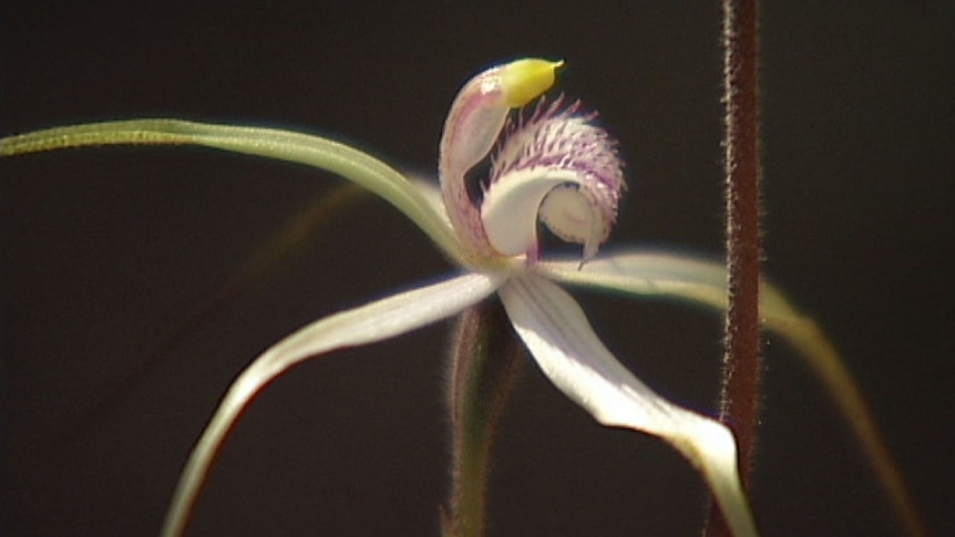 Rare Caladenia spider orchid