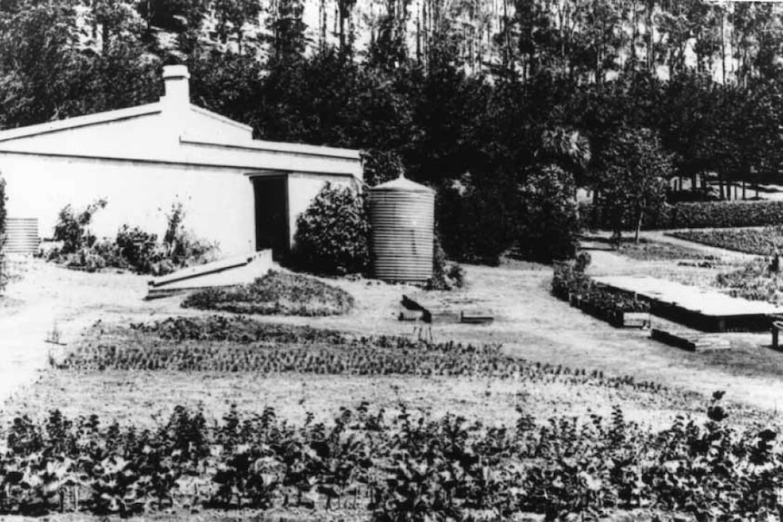 A black and white photograph of row of planted trees, a water tank and white stone shed at the Leg of Mutton Lake nursery.