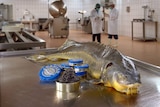 A large fish is laid on a metal table next to tins of caviar. One tin is open. Behind it men in lab coats work.